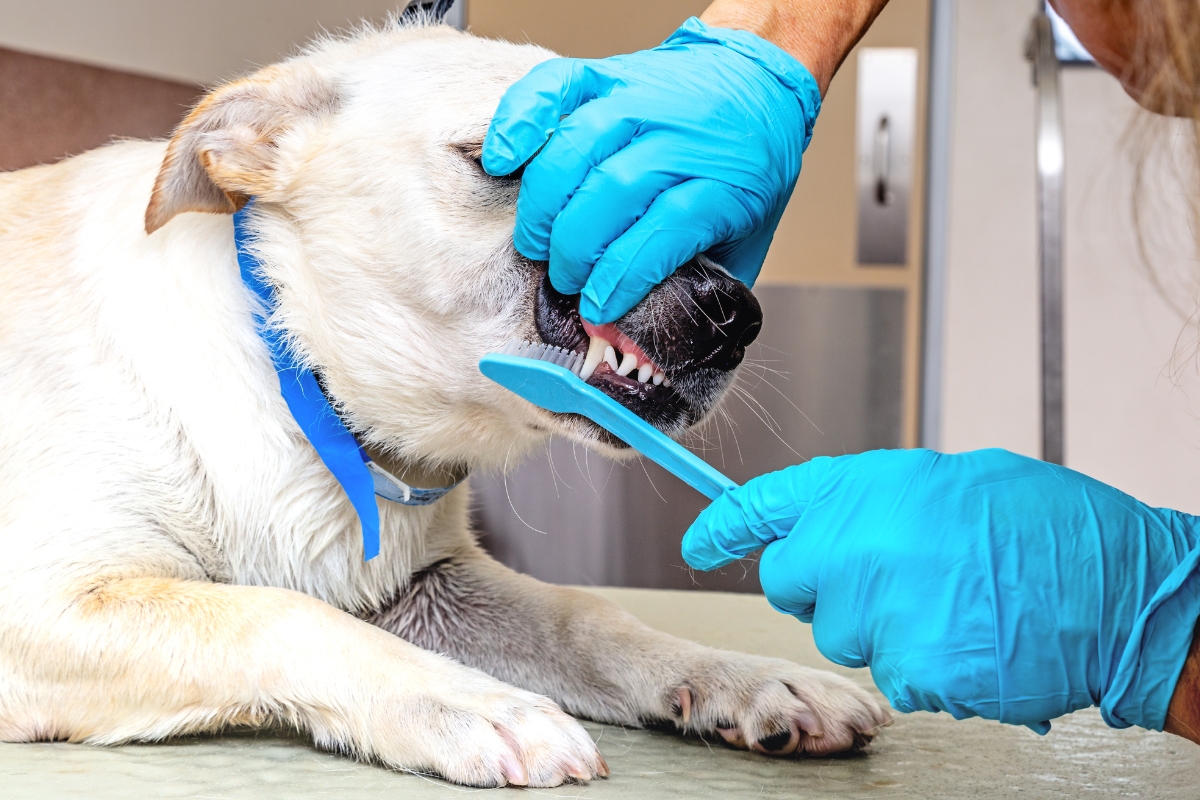 how-dental-care-keeps-your-pet-healthy