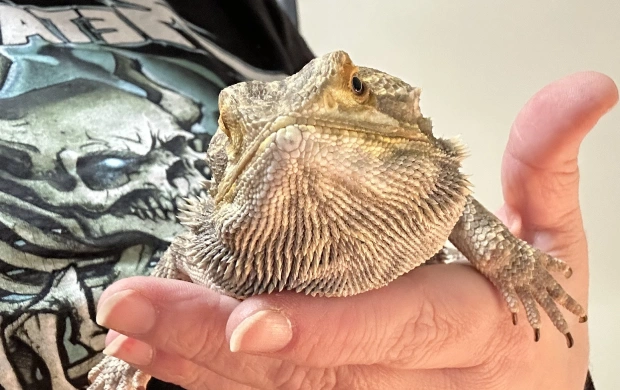 Exotics/pocket pets