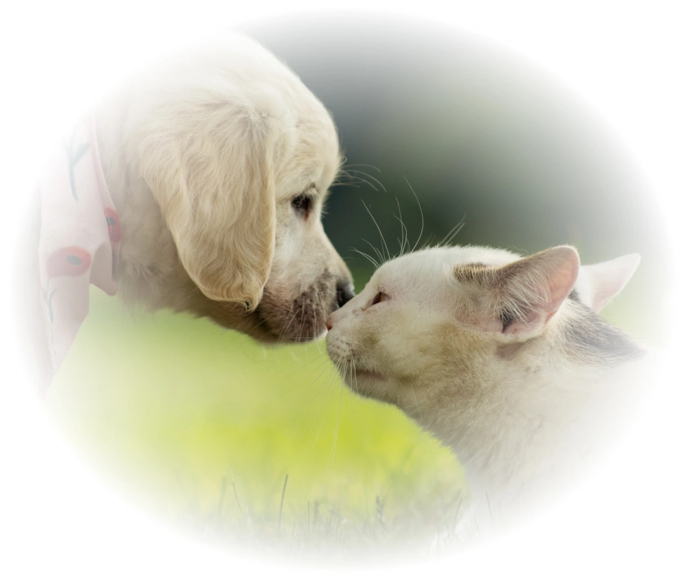 Welcome to Broadway Veterinary Clinic Image