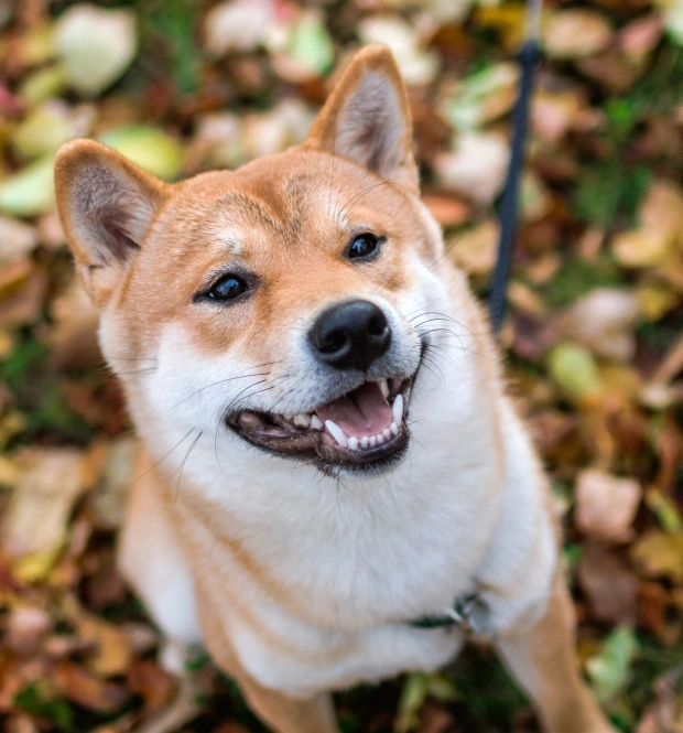 Pet Dental Services