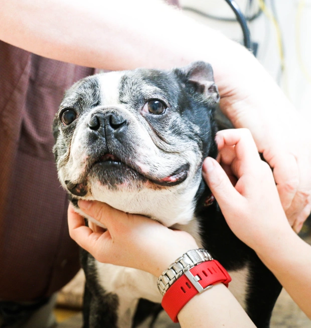 Pet Rehabilitation