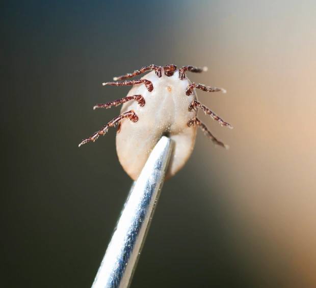 Parasite Control