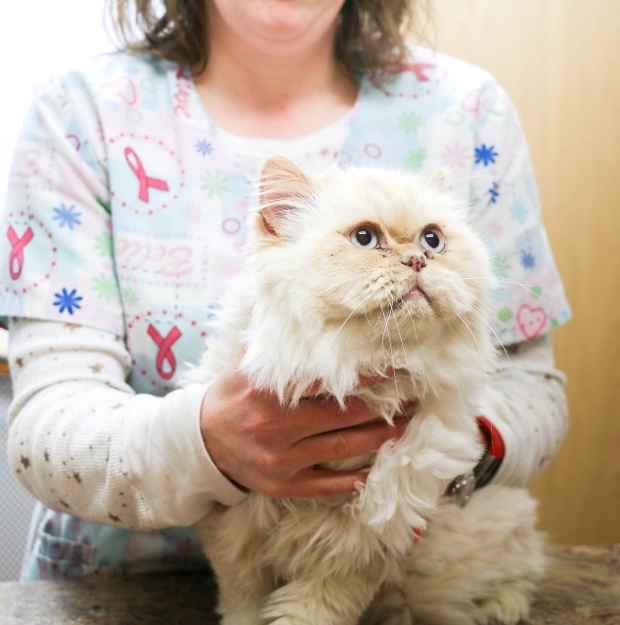 Pet Preventative Care