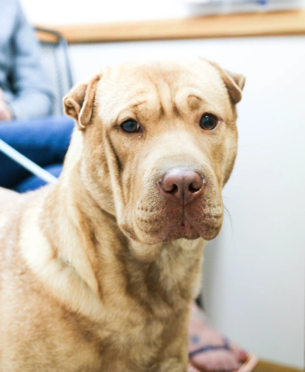 Senior Pet Care