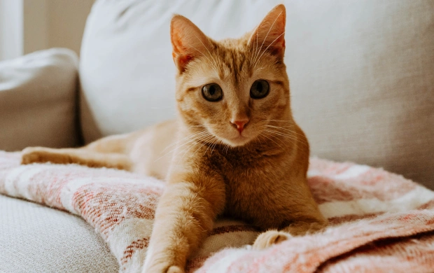 Pet Urgent Care