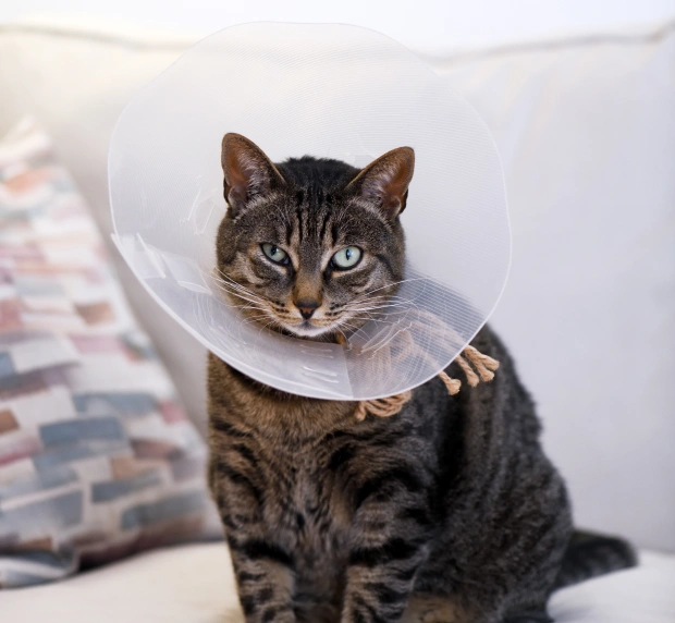 Veterinary Pet Surgery