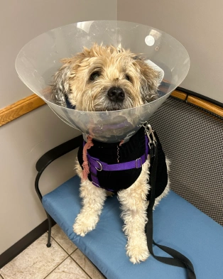 Veterinary Pet Surgery
