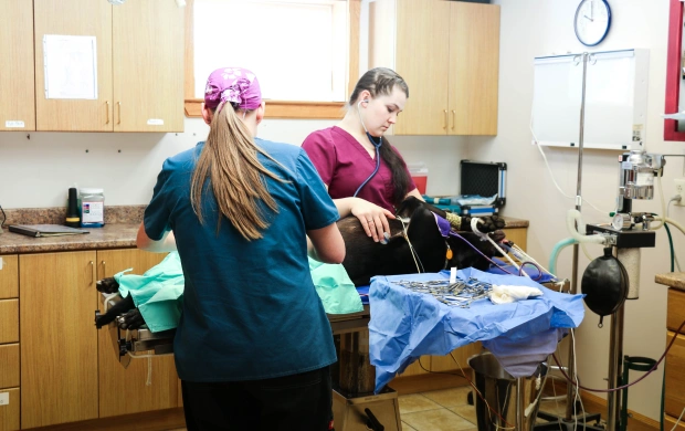 Spay/Neuter Procedure